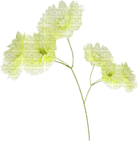 blume flowers - darmowe png