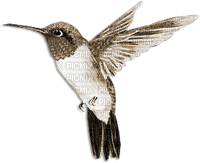 soave deco bird hummingbird sepia - PNG gratuit