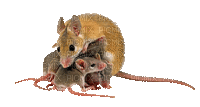 mouse katrin - GIF animasi gratis