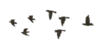 birds,passaros gif-l - Free animated GIF