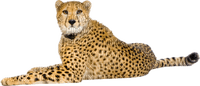 Kaz_Creations Cheetah - PNG gratuit