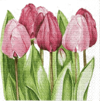Tulips, Tulpen, Blumen, Rosatöne - nemokama png