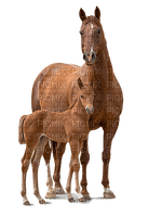horse with foal bp - png grátis