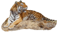 Tiger - GIF animasi gratis