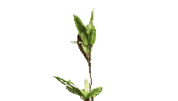 leaf - Zdarma animovaný GIF