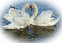 swans bp - PNG gratuit
