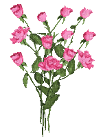 roses pink bouquet gif  roses pink