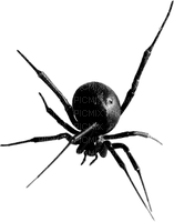 spider - ücretsiz png