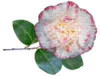 kukka flower fleur - 免费PNG