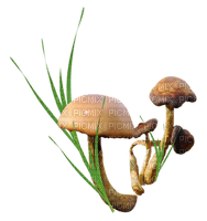 Kaz_Creations Deco Scrap Colours Mushrooms Toadstools - PNG gratuit
