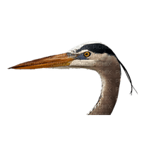 heron - PNG gratuit
