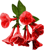 blooms - PNG gratuit