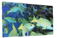 fish screen - PNG gratuit