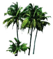 Пальмы - png grátis
