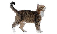 Chat.CAT.Gato.Victoriabea - 無料のアニメーション GIF