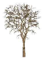 Осень-дерево. - GIF animado gratis