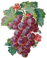 Grapes Fruit Gif - Bogusia - GIF animado gratis