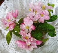 Apple Blossom - nemokama png