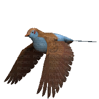 kuş - 無料のアニメーション GIF