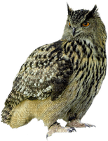 Owls - besplatni png