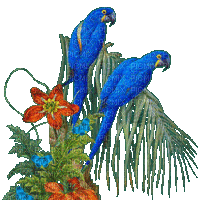 perroquet bleu.Cheyenne63 - Animovaný GIF zadarmo