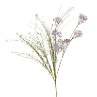 dried flowers - png grátis