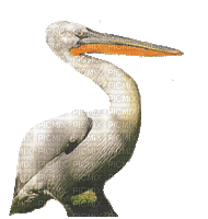 Pelican.Pelicano.Bird.gif.Victoriabea - GIF animado grátis