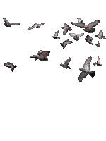 Птица - Бесплатный анимированный гифка