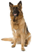 dog,chien - 無料png