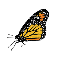 Butterfly - zdarma png