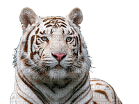 snow tiger, sunshine3 - Free PNG