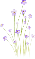 fleur violette.Cheyenne63 - 無料png