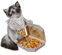Katze, Cat, Pizza - Darmowy animowany GIF