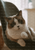 Cat paw - Gratis animeret GIF