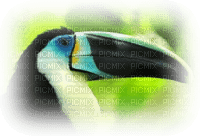 tube toucan - PNG gratuit