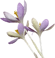 Fleur.Flower.purple.magic.Victoriabea - GIF animé gratuit