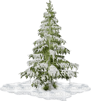 fir winter - безплатен png