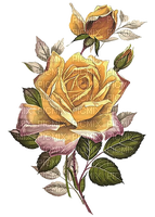 Blumen, Rosen mit Knospen, Gelb