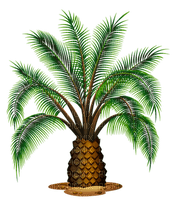 palm tree summer Palmen arbre ete
