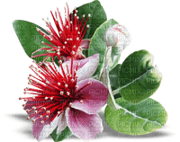 fleur orient - PNG gratuit