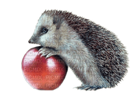 hedgehog - 免费PNG