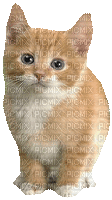ani-katt-cat-djur - Ingyenes animált GIF
