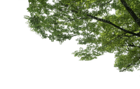 Зеленая ветка - фрее пнг