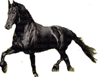 Pferd cheval horse - kostenlos png