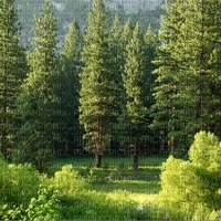 Green Pine Forest - 無料png