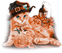 soave cat halloween  witch cat pumpkin - Free PNG