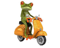 frog driving - png gratis