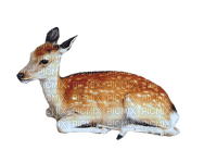 Kaz_Creations Deer - ilmainen png