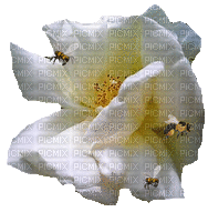 trandafir - GIF animado gratis