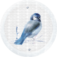 fågel--blå-  -bird--blue - png ฟรี